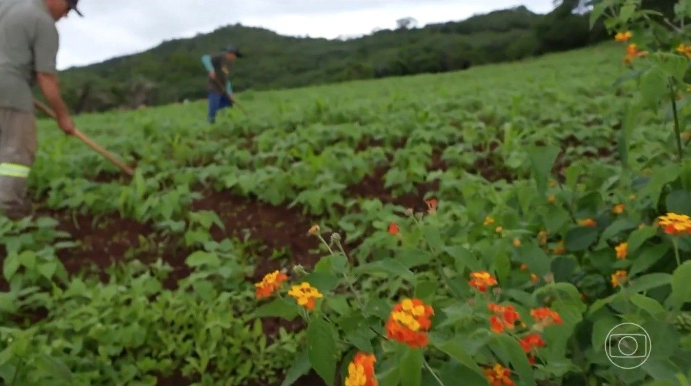 Sertanejos em Alagoas comemoram chegada do inverno