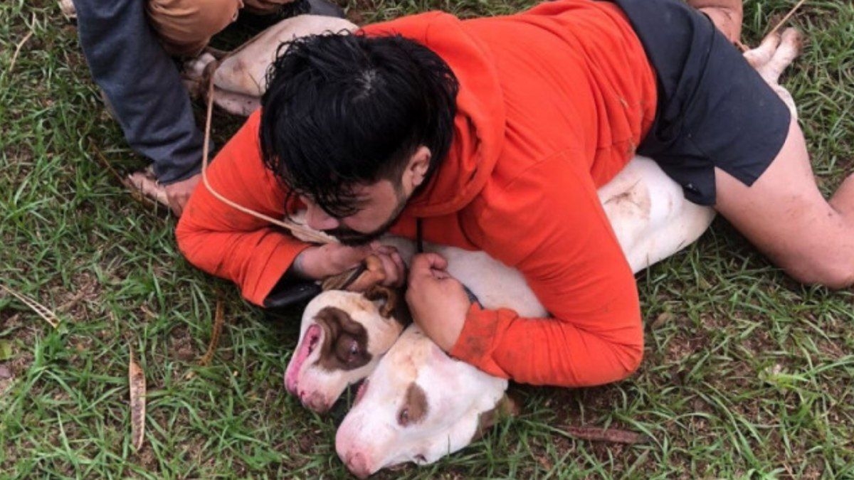 Lutador imobiliza pitbulls após ataque em Ponta Porã