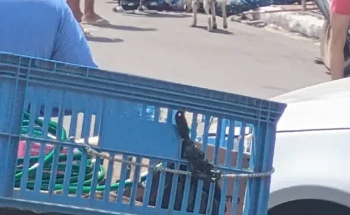 Pintor leva choque enquanto trabalhava, cai de andaime e morre em Alagoas