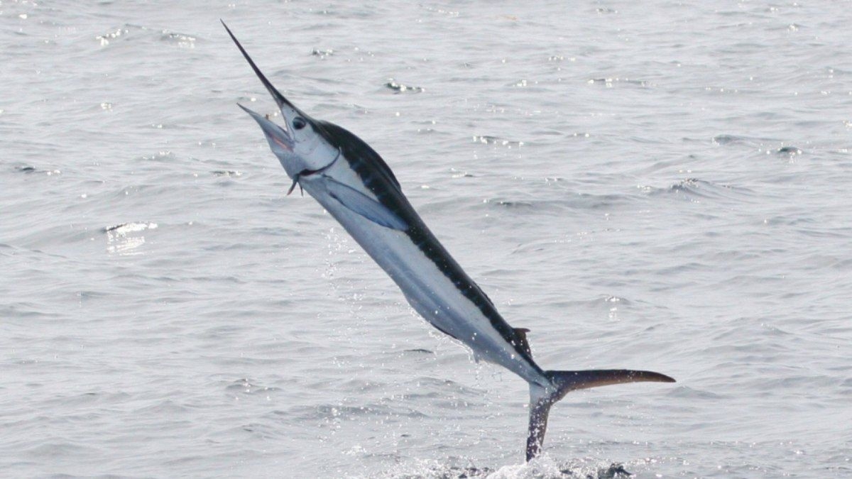 Homem é ferido por peixe em pescaria nos EUA