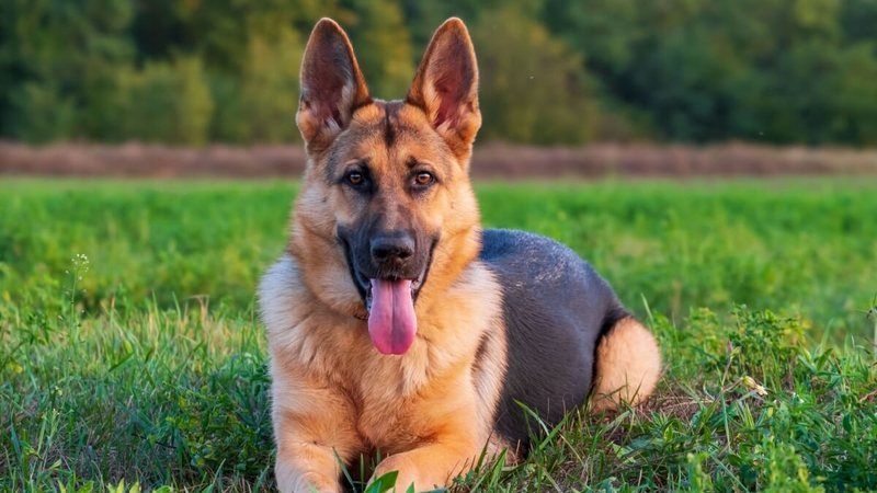Nomes poderosos para cães de guarda protetores