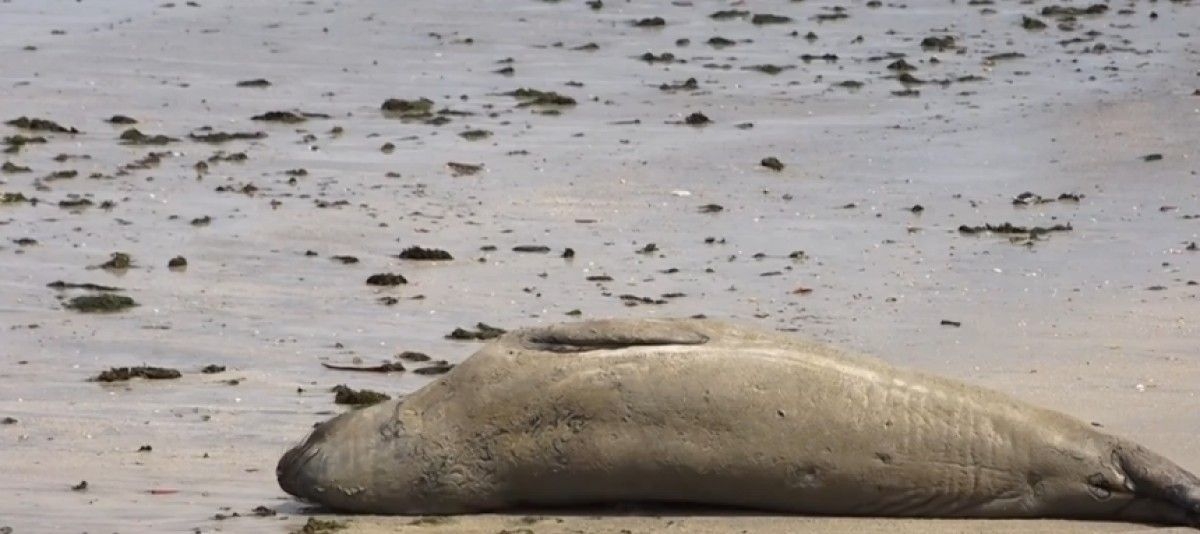 Elefante-marinho em Maceió atrai turistas nas praias