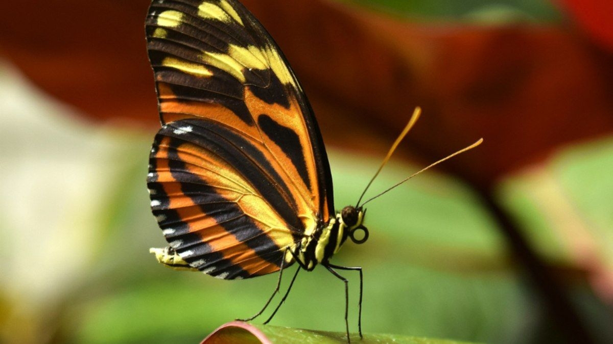 Fósseis Antigos de Borboletas Revelam Nova História Evolutiva