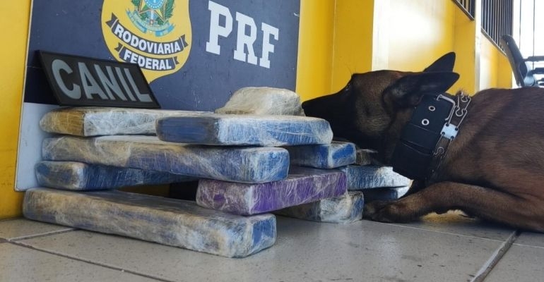 Operação apreende mais de 12kg de maconha em ônibus clandestino em São Sebastião