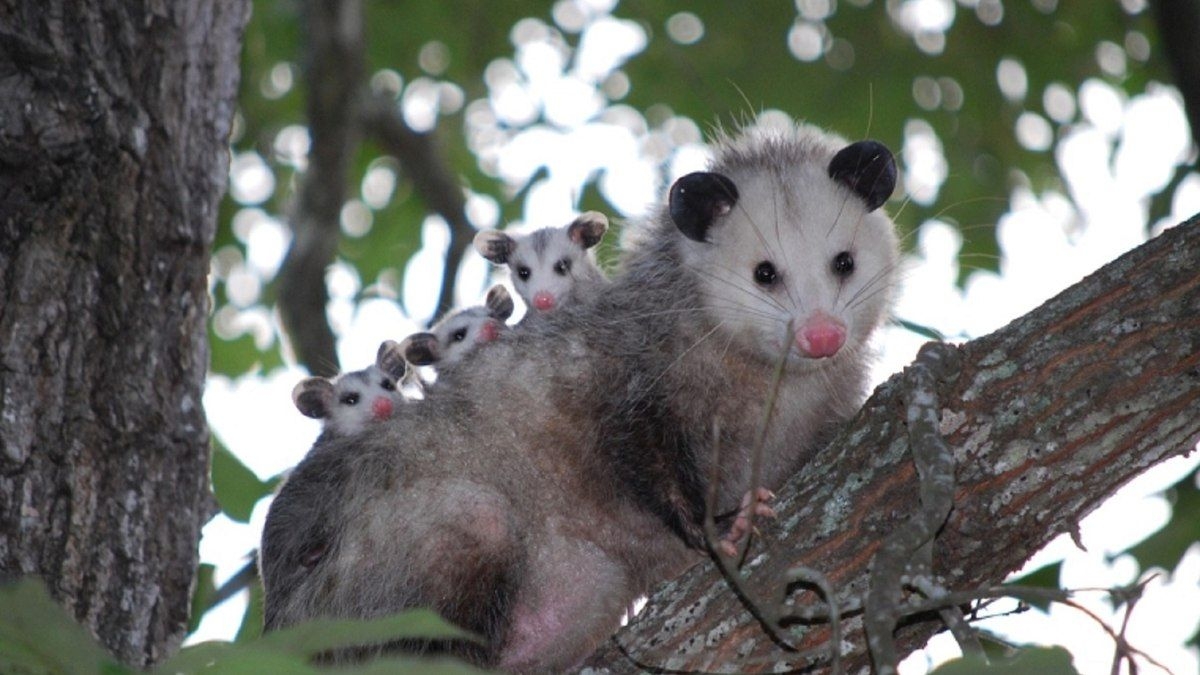 Aumento de Avistamentos de Saruês na Cidade