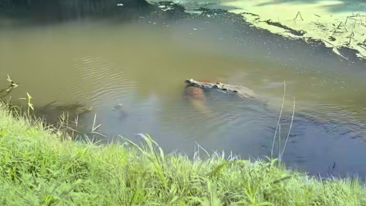 Crocodilo gigante arrasta cachorro para rio na Flórida