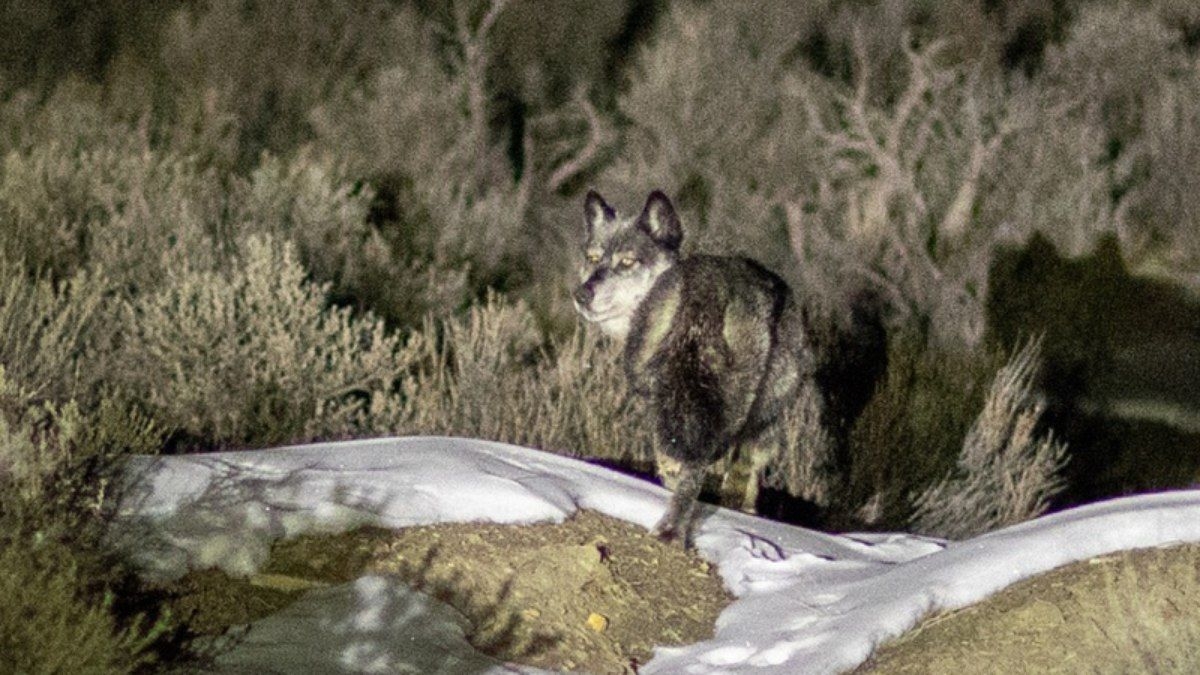 Lobos Cinzentos Nos EUA: Estudo Sobre Mortalidade Após Reintrodução