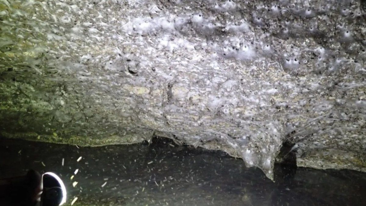 Descoberta da maior teia do mundo com 111 mil aranhas