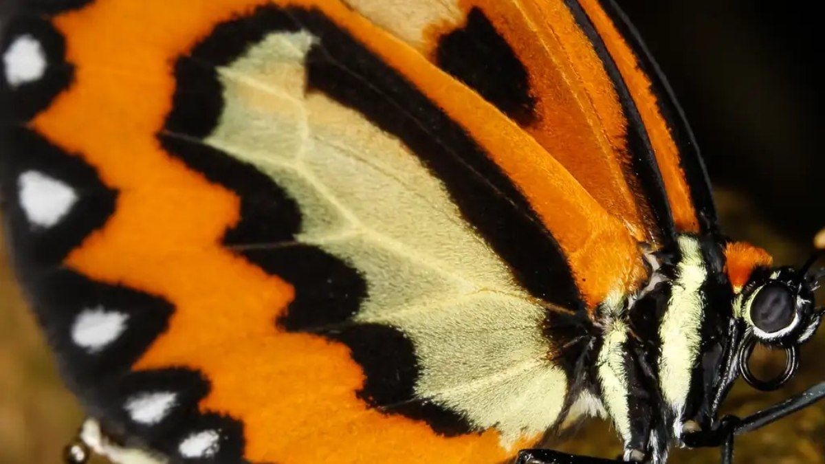 População de borboletas nos EUA cai 22% em duas décadas