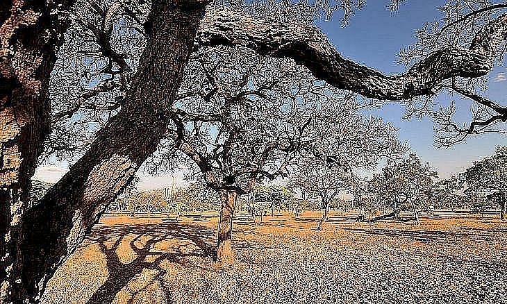 Umidade do ar despenca e Sertão tem alerta de risco extremo de radiação ultravioleta