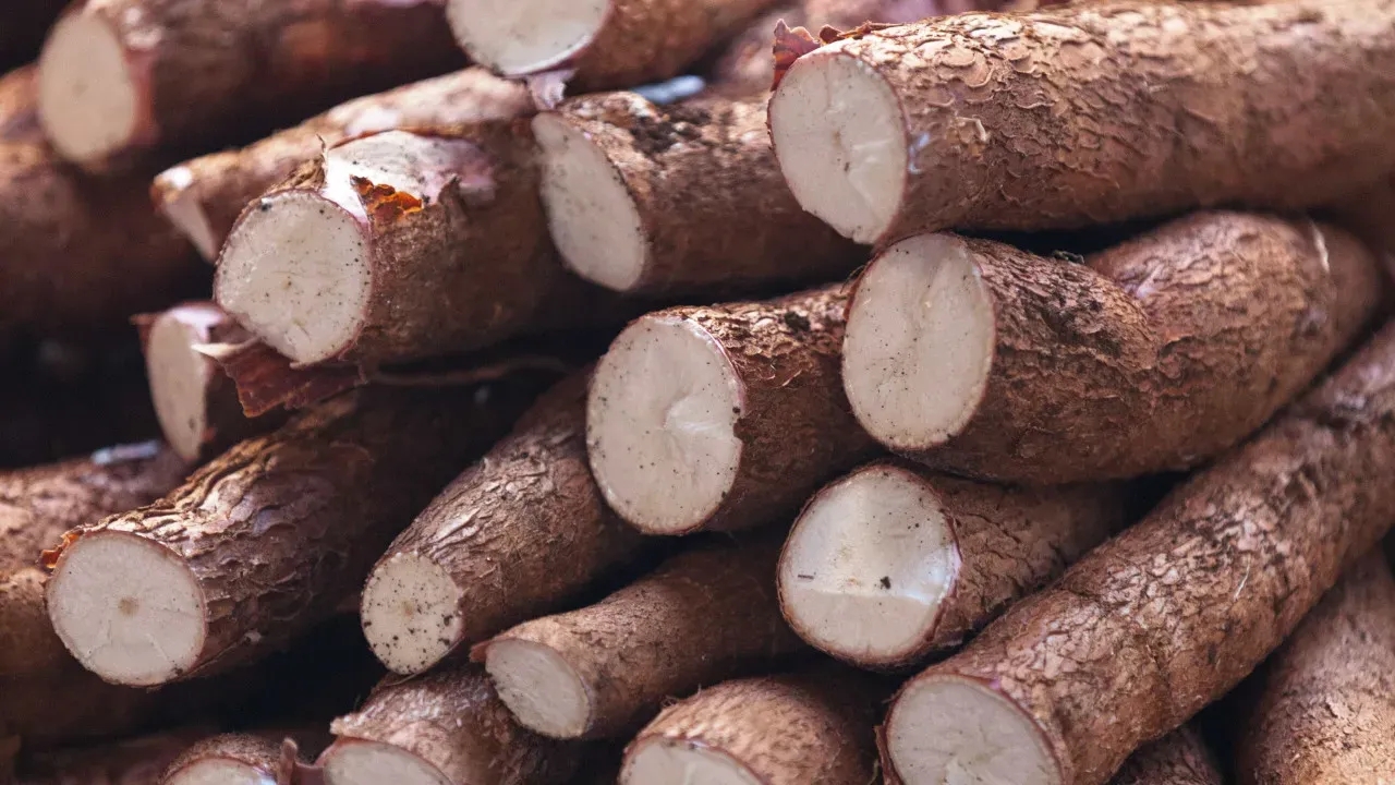 Mandioca apresenta diversidade genética surpreendente ao ser domesticada