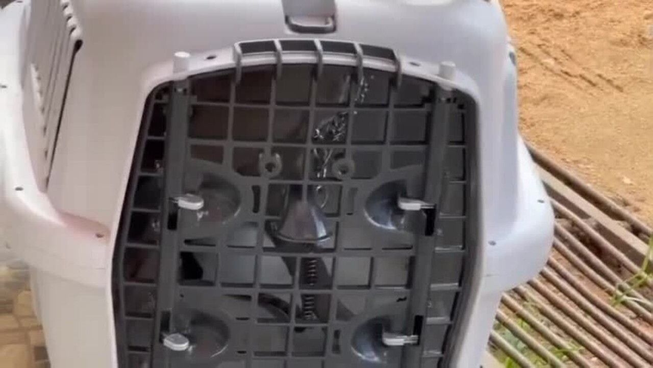 Cachorros resgatados em Alagoas vão para abrigo da jogadora Marta