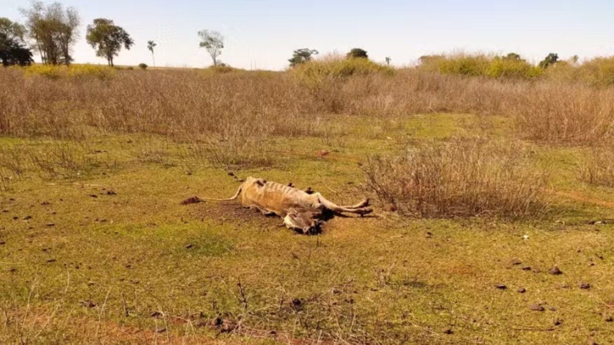 Goiás investiga morte de gado por fome e sede