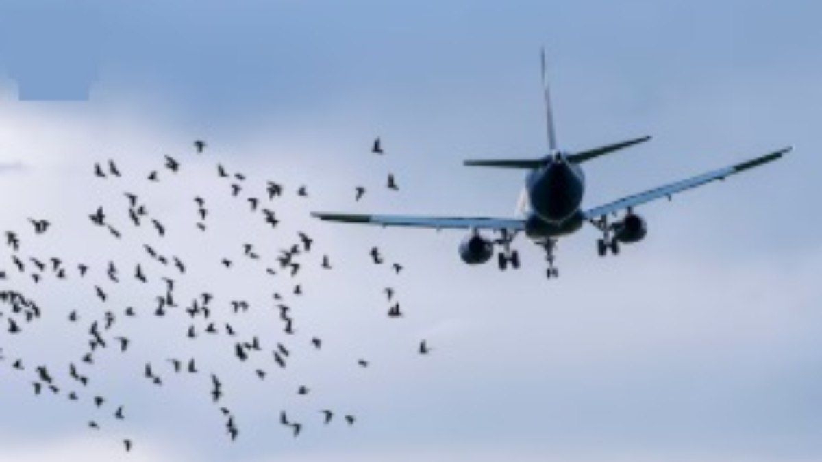 Avião colide com pássaros e retorna a aeroporto nos EUA