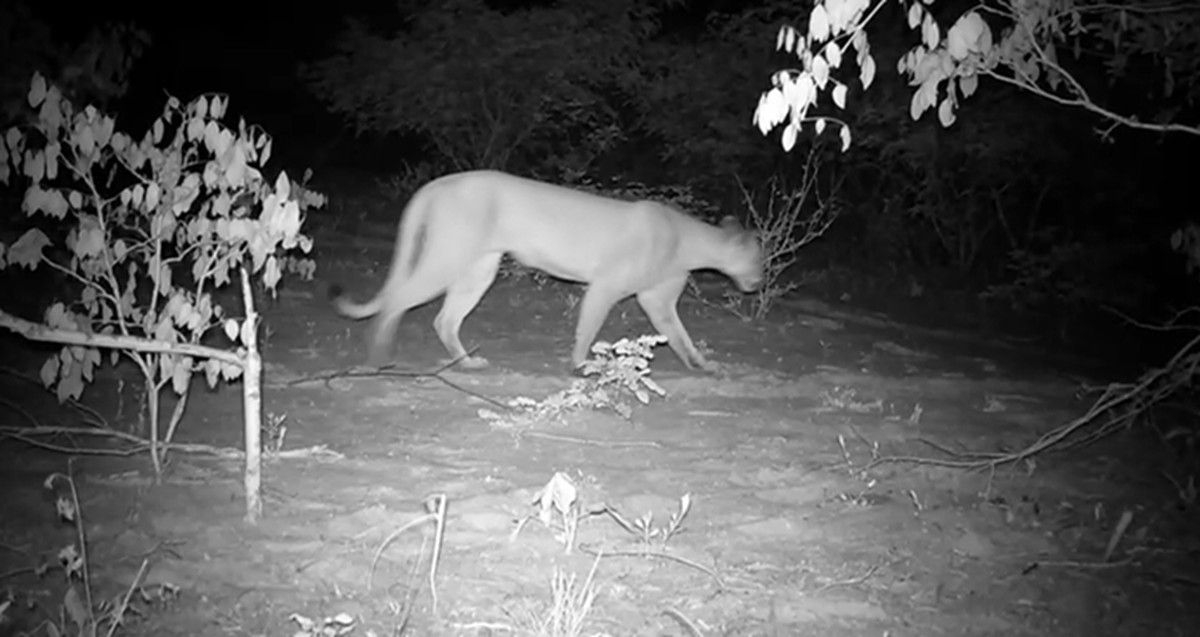 Onça-parda é vista em Alagoas após 25 anos