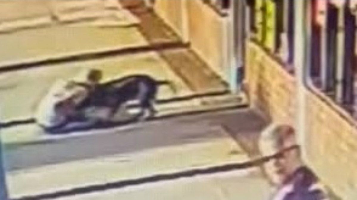 Idosa de 70 anos morde pit bull para salvar cachorro