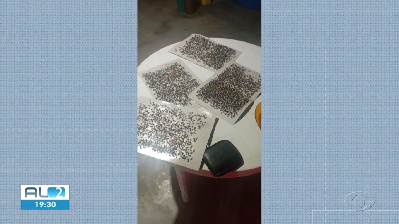 Infestação de moscas em União dos Palmares preocupa moradores