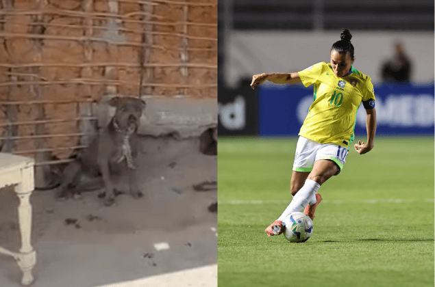 Cães resgatados em situação de maus-tratos em Alagoas