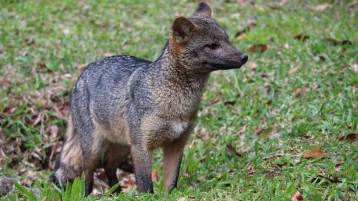 Cachorro-do-mato é avistado em Vinhedo perto de mosteiro