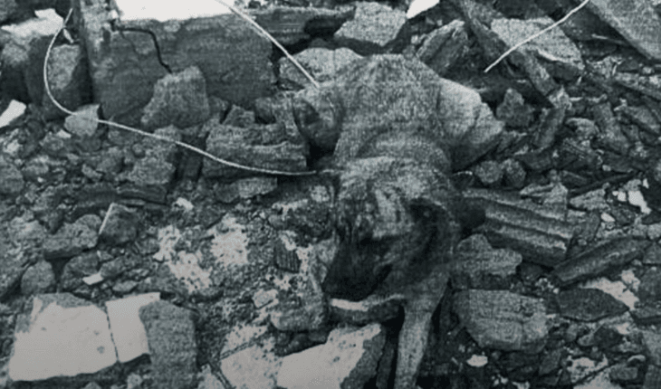 Tutor que abandonou cão amarrado em terreno baldio é indiciado por maus-tratos em Maceió