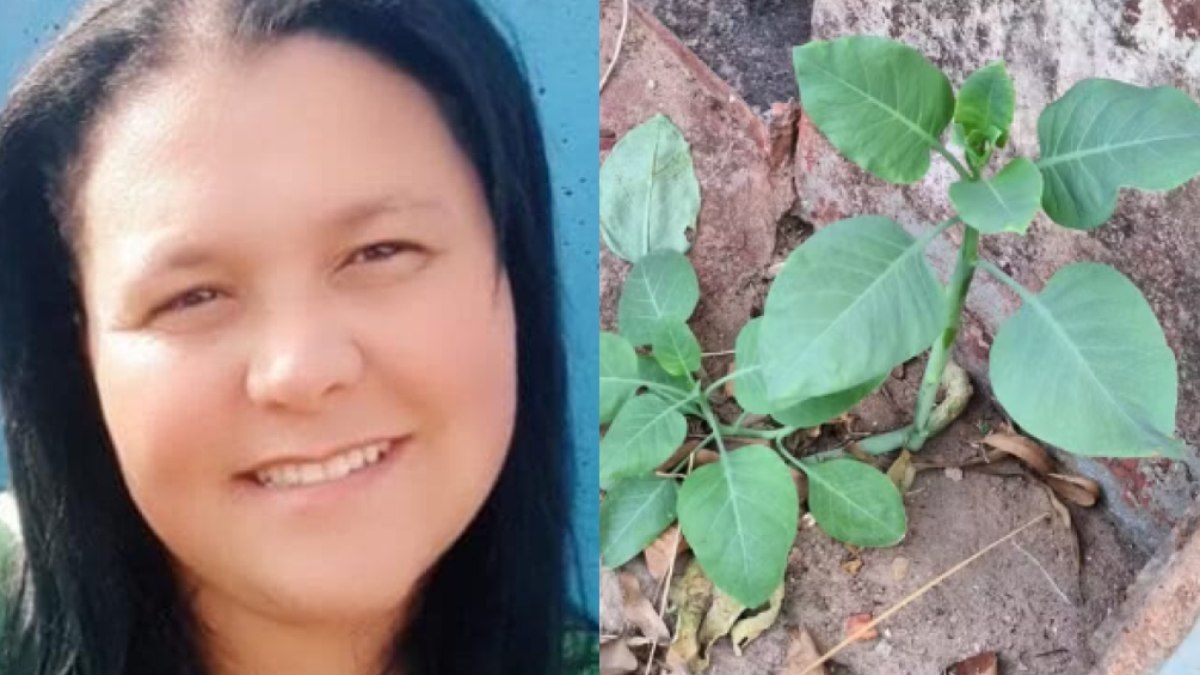 Morre mulher por intoxicação com couve falsa em Minas Gerais