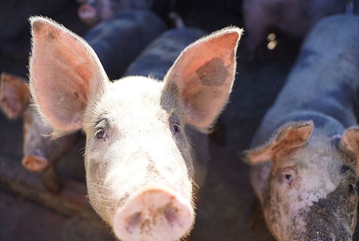 Fiscalização interdita matadouro de porcos em Ouro Branco