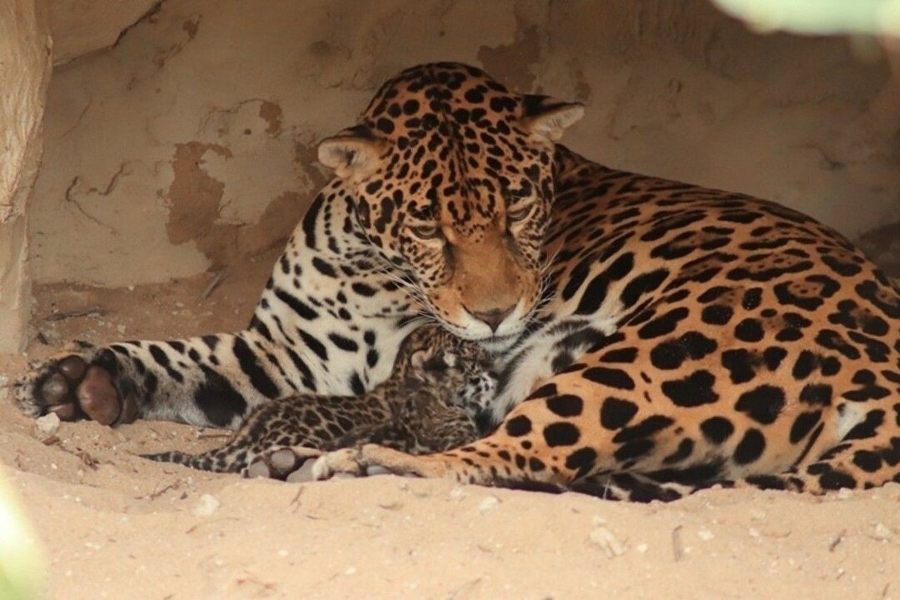 Filhotes de onça-pintada nascem e impulsionam conservação