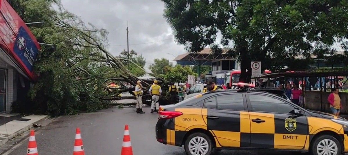 Árvore cai e causa transtornos em Maceió