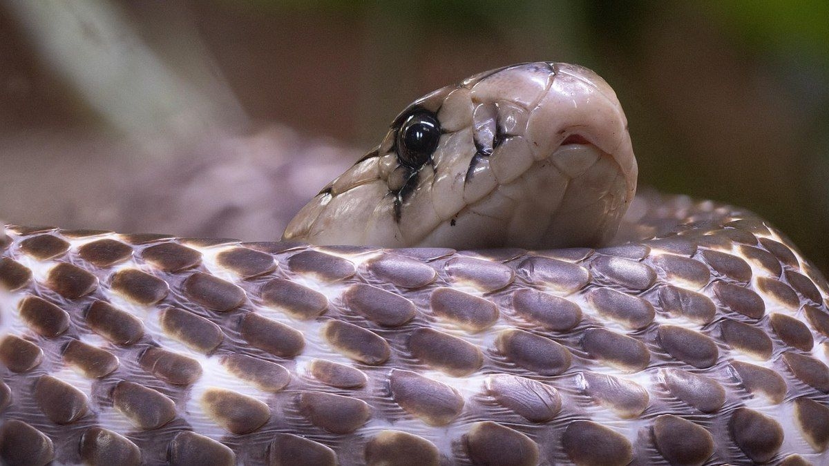 O que fazer ao encontrar uma cobra em casa