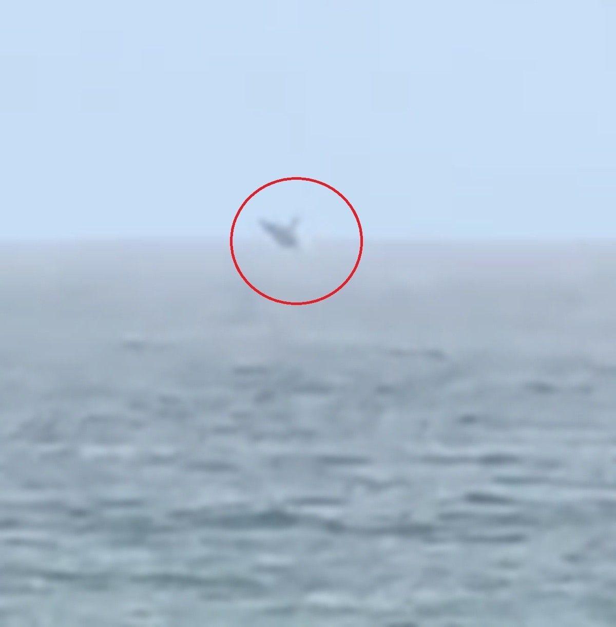 Baleia jubarte é vista na praia de Jatiúca em Maceió