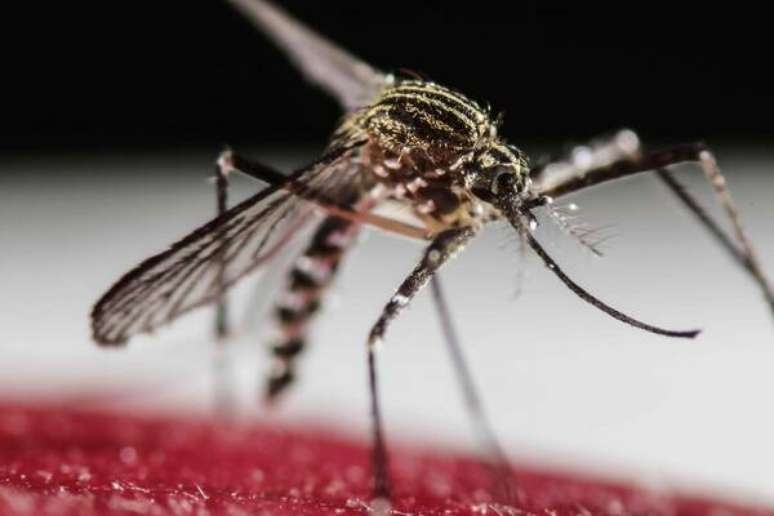 EUA aprovam 1ª vacina do mundo contra chikungunya