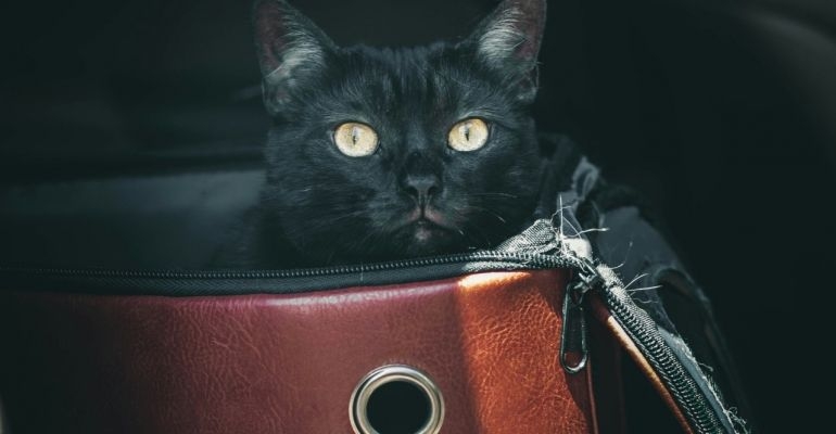 Férias: suplementos podem tranquilizar gatos durante viagens