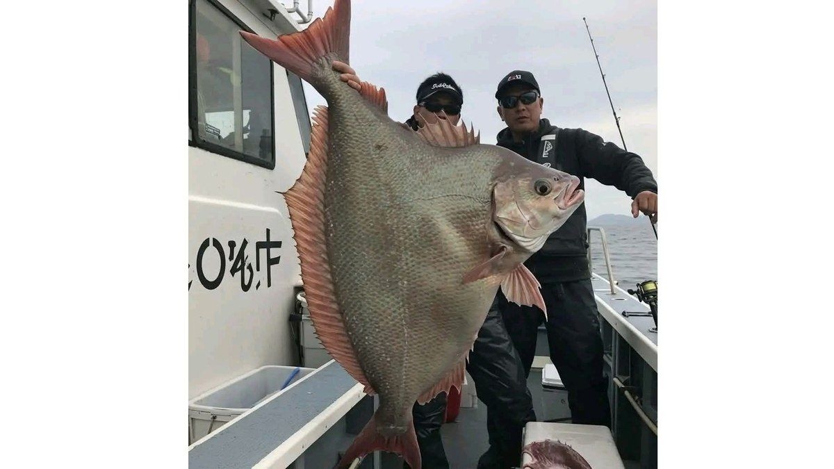 Peixe de duas caudas viraliza, mas é boato