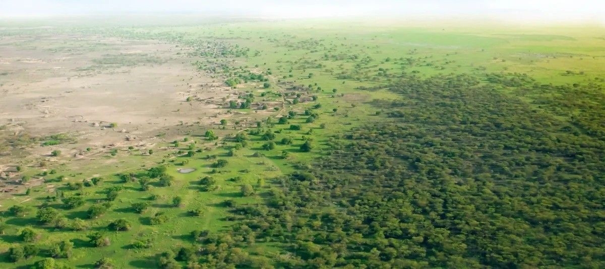 Grande Muralha Verde combate desertificação no Saara