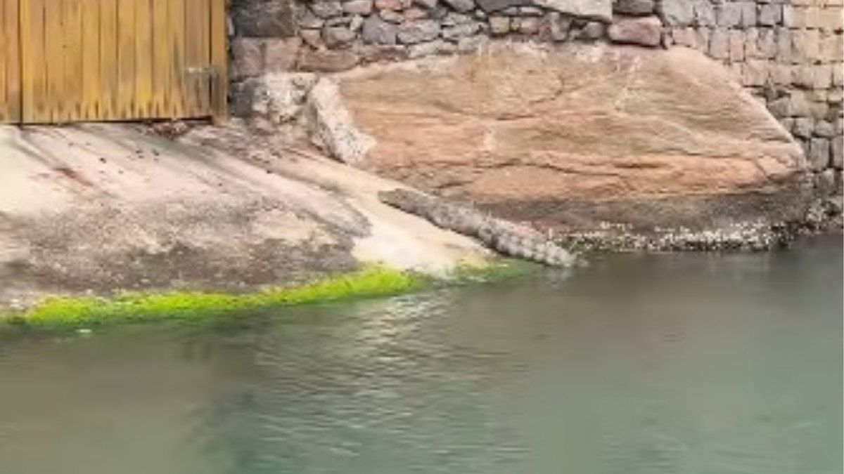 Jacaré surpreende pescadores ao sair do mar na Barra
