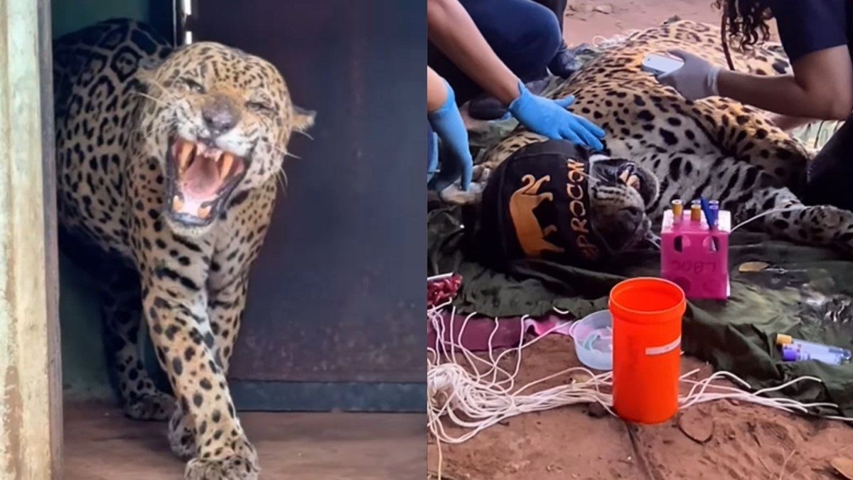 Onça transferida para santuário após ataque a caseiro