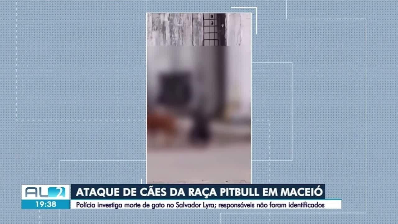 Pitbulls atacam e matam gato em Maceió