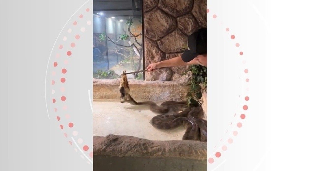 Cobra gigante alimentada por jovem em Alagoas viraliza