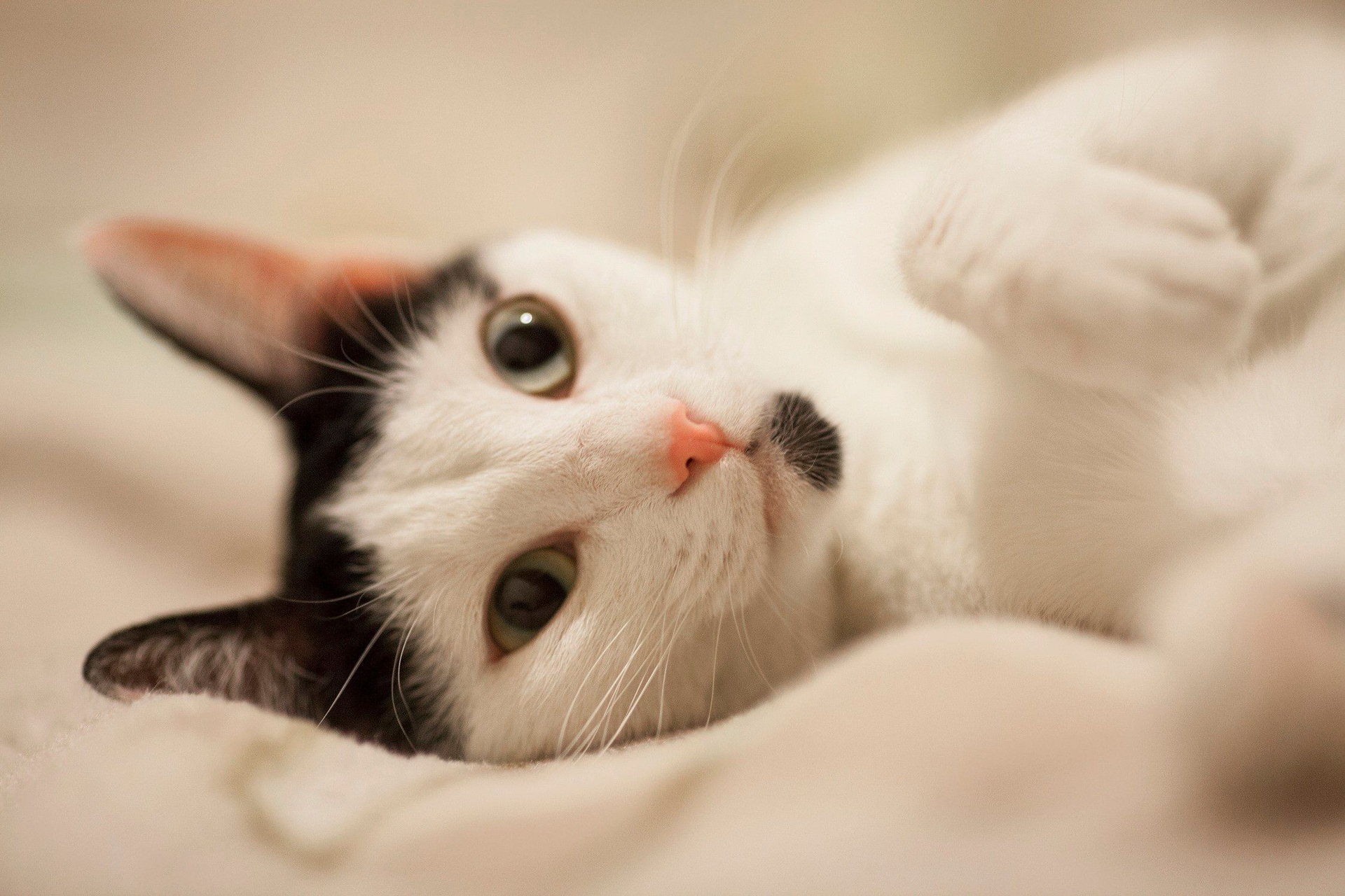 Gatos e cães: qual animal melhora seu humor?