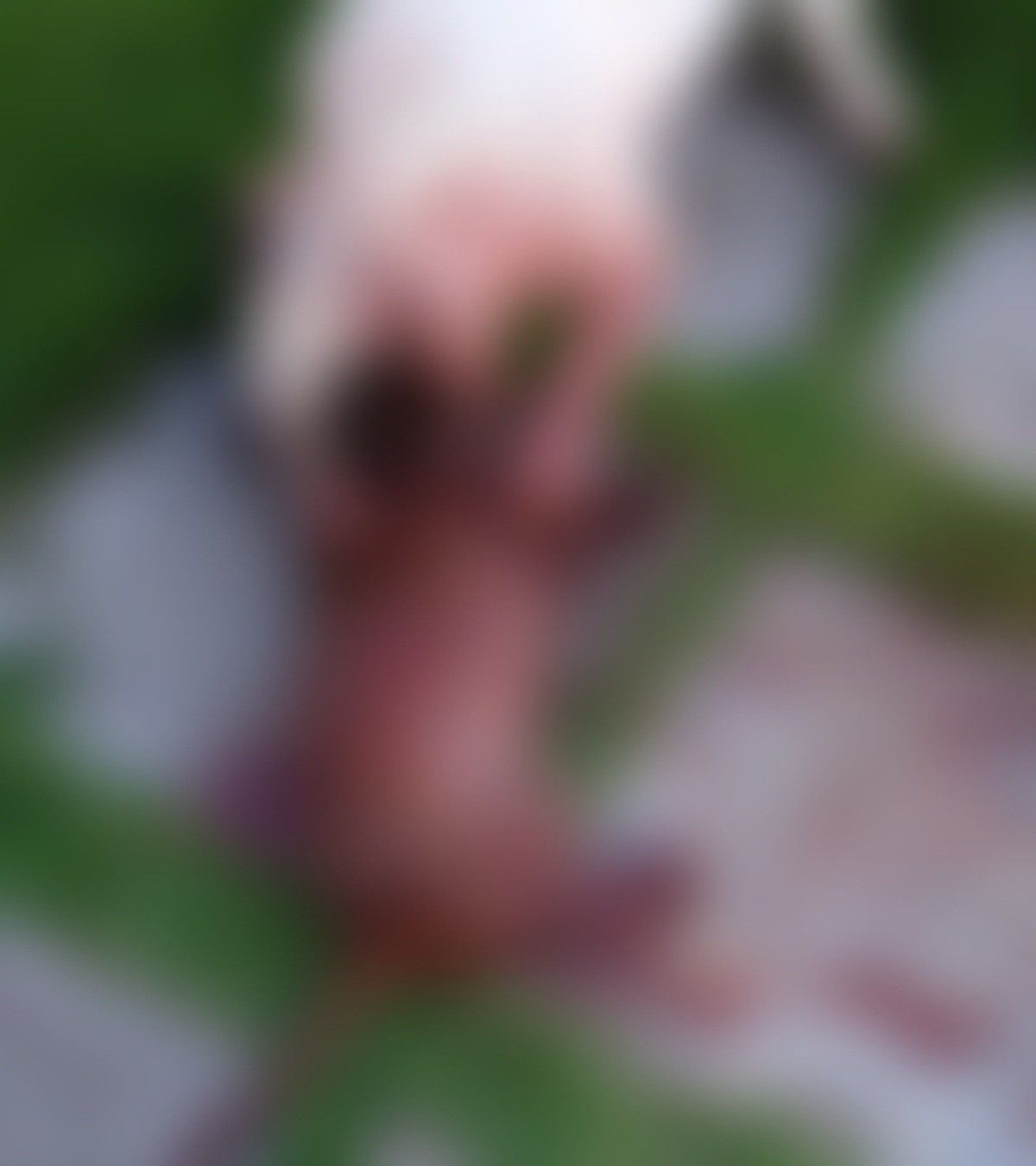 Pitbull invade casa e mata cão em Marechal Deodoro