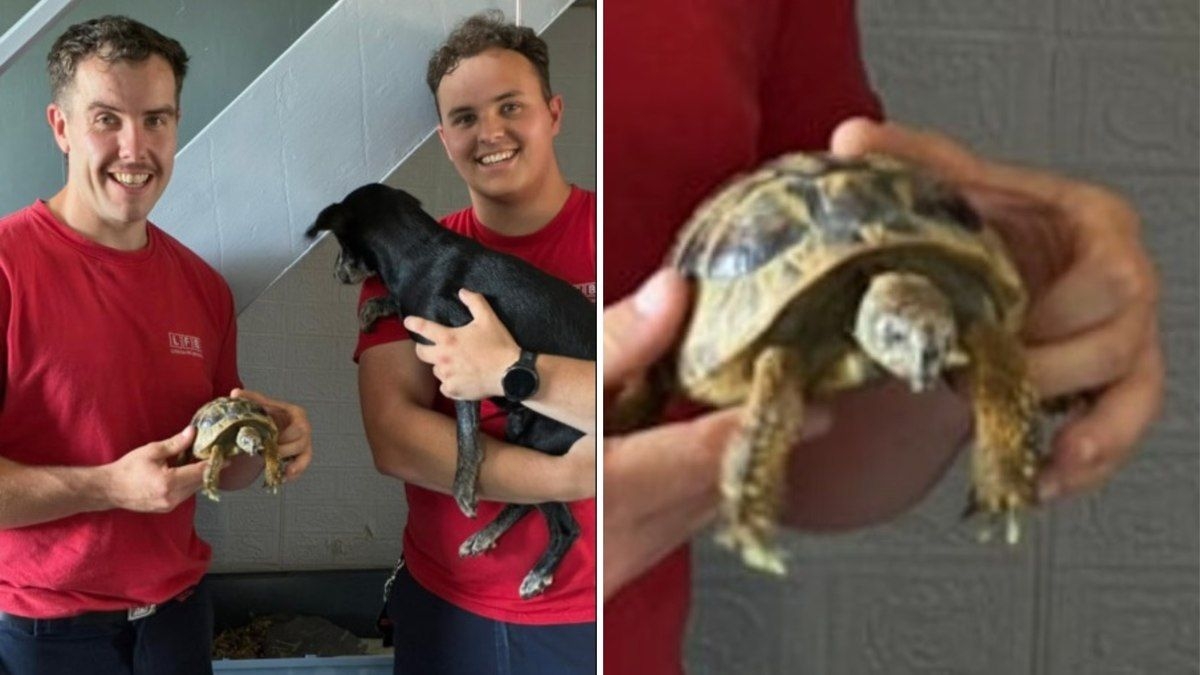 Tartaruga provoca incêndio ao derrubar lâmpada em apartamento