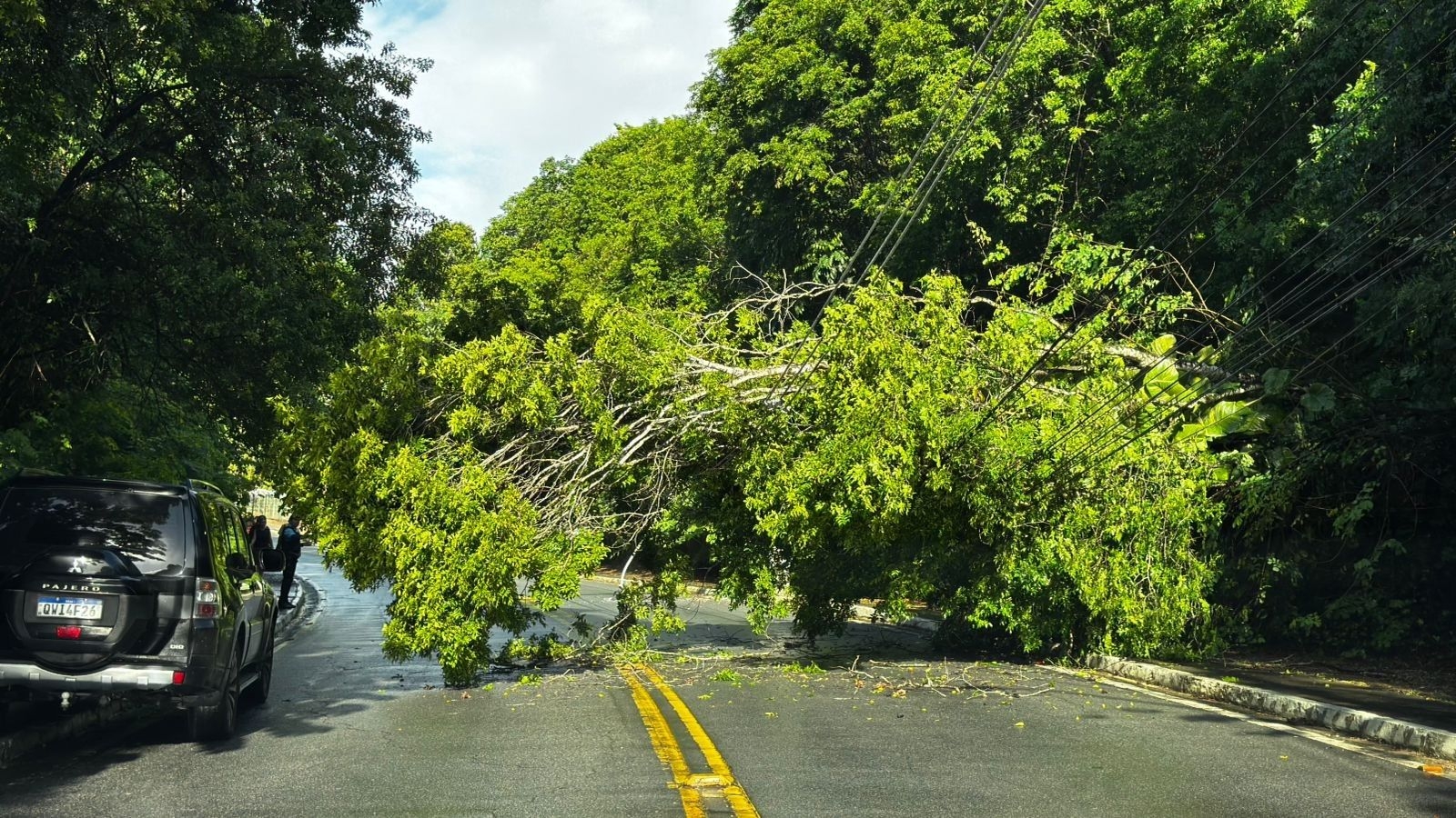 Árvore cai e bloqueia acesso a condomínio em Maceió
