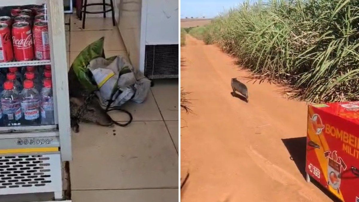 Bombeiros resgatam javali que invadiu açougue em Goiás