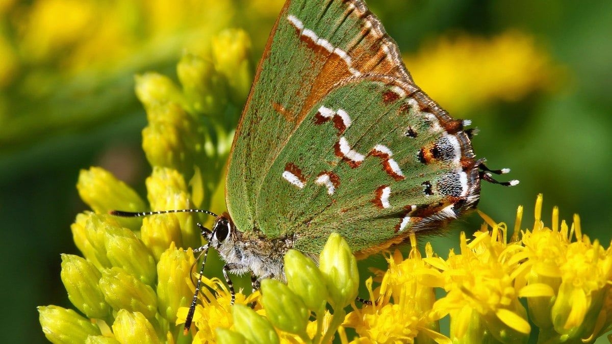 Borboletas usam falsas cabeças para se protegerem