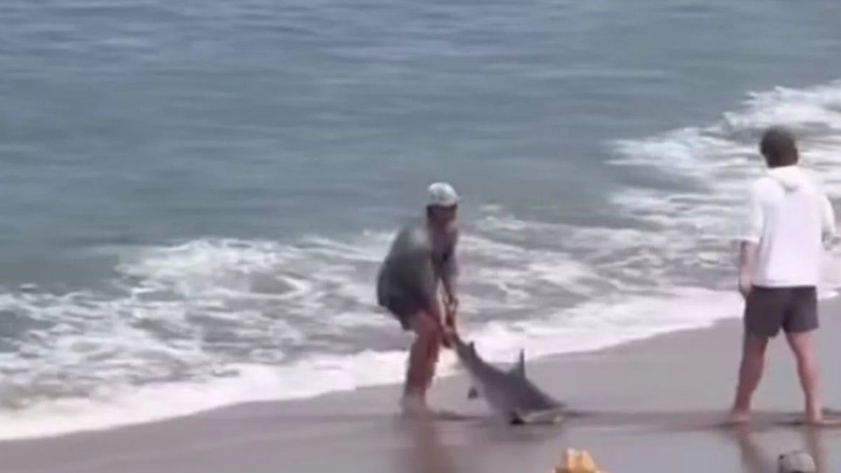 Jovem é mordido por tubarão ao devolvê-lo ao mar