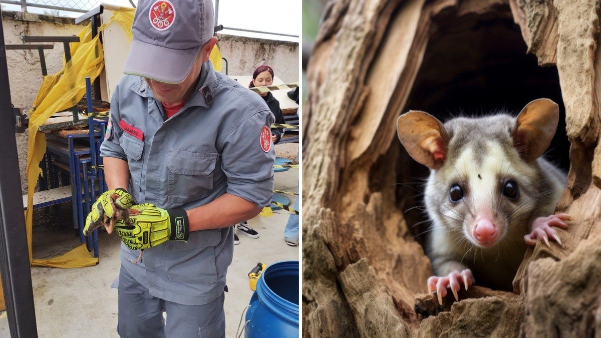 Bombeiros resgatam saruê e filhotes em escola