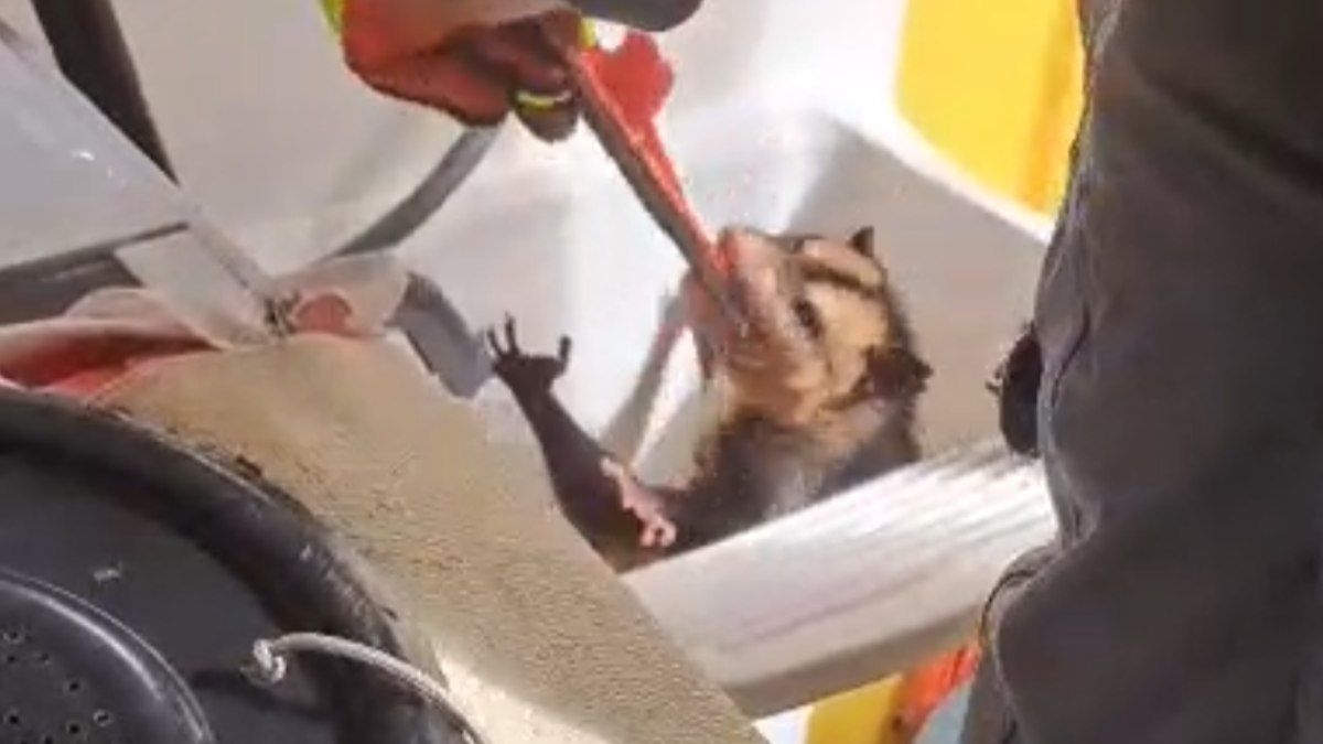 Bombeiros resgatam gambá em tanque de casa em Caraguatatuba