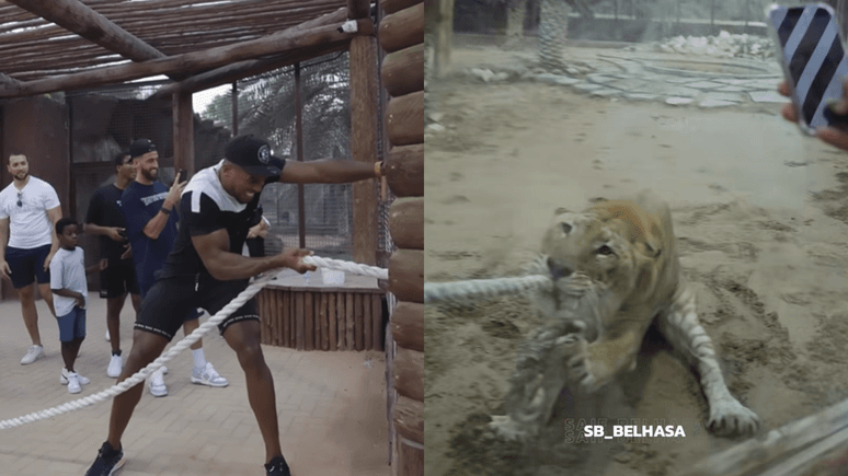 Ex-campeão mundial de boxe perde cabo de guerra para felino exótico em Dubai; veja o vídeo
