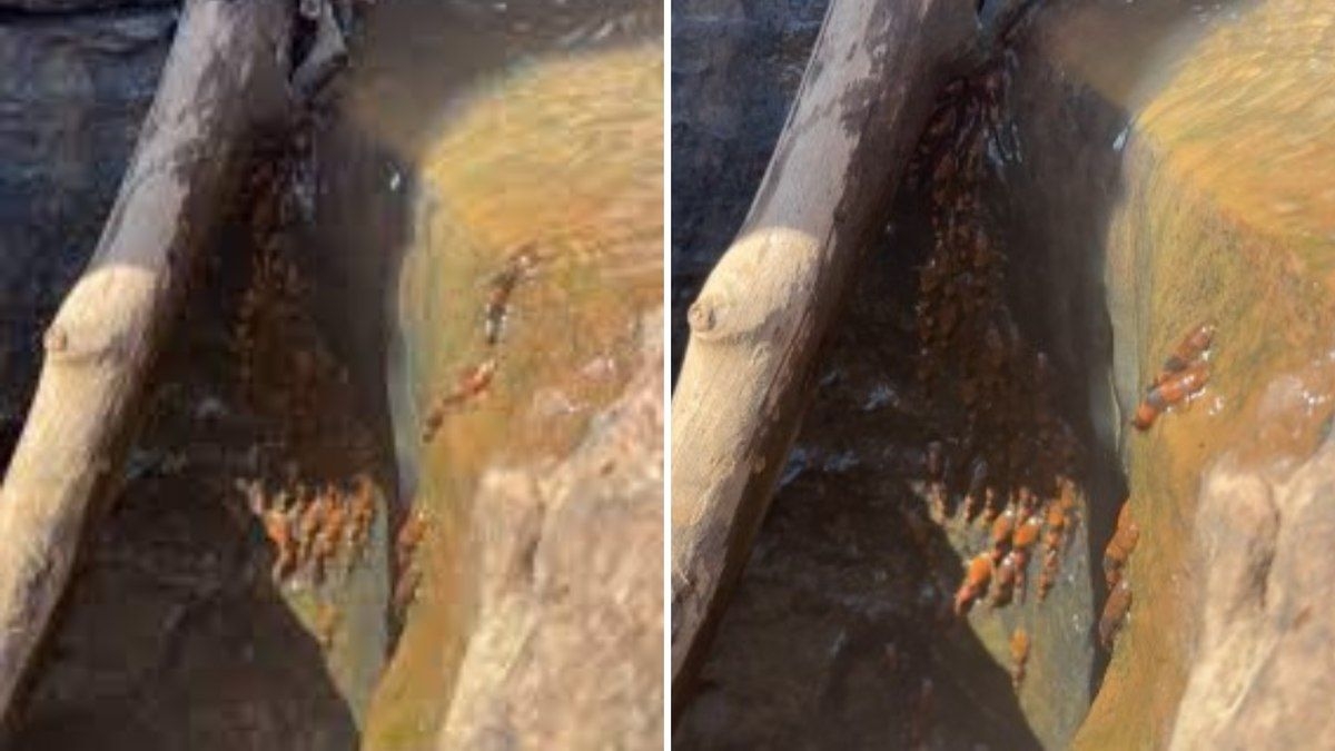 Peixes são flagrados escalando cachoeira no Mato Grosso