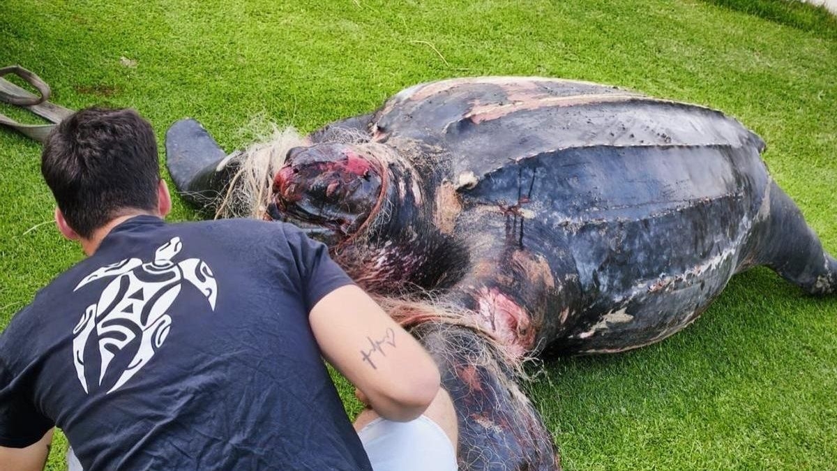 Tartaruga-gigante morta na praia de Valência